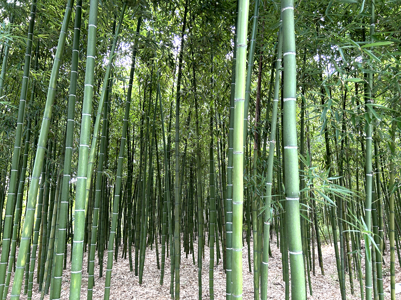 竹林竹筍